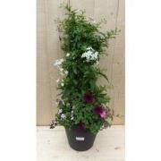 Plastic plantenbak antraciet Sterjasmijn wit met zomerbloeiers roze/pa...