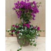 Rieten plantenbak Bougainivillea roze met zomerbloeiers mix h70 cm
