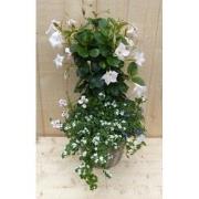 Rieten plantenbak Dipladenia Mandevilla Sundaville wit met zomerbloeie...