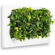 Levende Plantenschilderij LivePicture 3 Wit 152 x 72 x 7 cm incl. plan...