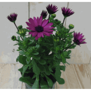 3 stuks! Spaanse margriet paars/donker-roze