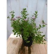 Japanse spierstruik roze 40 cm
