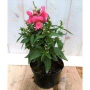3 stuks! Leeuwenbek eenjarig roze 30 cm