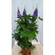 Lupinus blauw 50 cm