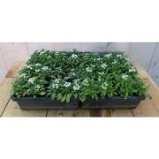 lobularia Sneeuwkleed witte bloempetjes per bak a 24 stuks