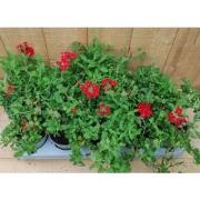 Verbena 10 potjes per tray kleur mix