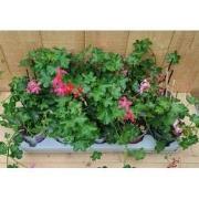 Oostenrijkse Hanggeranium 10 potjes per tray kleur mix