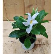 Dipladenia Mandevilla Sundaville mini kleur wit