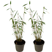 Blauwe bamboe - Set van 2 - Fargesia 'Blue Dragon' - Hoogte 30-40cm - ...