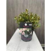 Blomux Magenta I