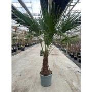 Trachycarpus Fortunei 25 liter pot
