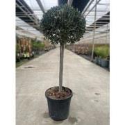 Olea europaea I