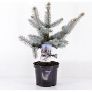 Picea pungens hoopsii 30-40 cm