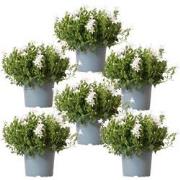 Campanula Addenda - Klokjesbloem wit potmaat 12cm - 1m2 bodembedekker ...