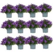 Campanula Addenda - Klokjesbloem paars potmaat 12cm - 2m2 bodembedekke...
