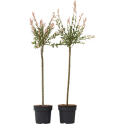 Japanse wilg - Set van 2 - Salix integra 'Flamingo' - Hoogte 90-110cm ...