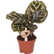 Kolibri Greens | Groene plant - Calathea Makoyana - groene kamerplant ...