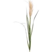 Pampas grass brown 120 cm