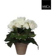8 stuks! Begonia wit in pot stan grijs d9 cm h25xd20 cm Mica Decoratio...