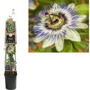 2 stuks - Klimplant Passiflora Caerulea 120 cm