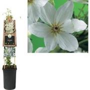3 stuks - Klimplant Clematis Joe 75 cm