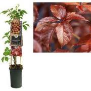 3 stuks - Klimplant Parthenocissus quinquefolia 75 cm