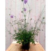 3 stuks - IJzerhard Verbena blauw