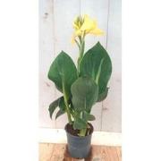3 stuks - Canna geel