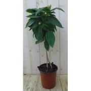 Spinnenbloem Tibouchina Urvilleana 90 cm