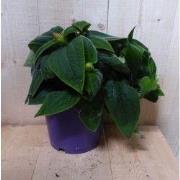 Spinnebloem Tibouchina Urvilleana paars h30 cm