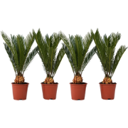 Vredespalm - Set van 4 - Cycas revoluta - Hoogte 45-60cm - ?15cm