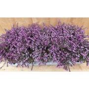 Heide Erica roze 10 potjes in Tray kleur roze