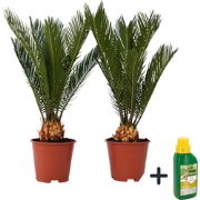Vredespalm met voeding - Set van 2 - Cycas revoluta - Hoogte 45-60cm -...