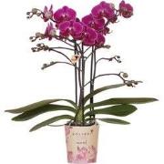 Kolibri Orchids | Paarse phalaenopsis orchidee potmaat Ø9cm | Morelia ...