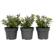 Struikveronica - Set van 3 - Hebe All Blooms 'Siara' - Hoogte 30-35cm ...