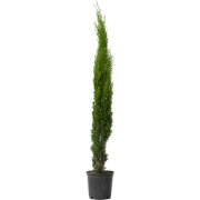 Italiaanse Cipres - Cupressus sempervirens - Hoogte 70-80cm - ?19cm
