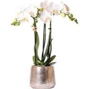 Kolibri Orchids | witte Phalaenopsis orchidee  Amabilis + Luxury sierp...