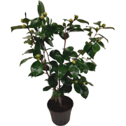Japanse Roos - Camellia japonica 'Bonomiana' - Hoogte 50-60cm - ?15cm