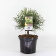 Pinus nigra nana