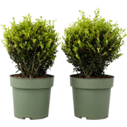 Japanse hulst - Set van 2 - Ilex crenata 'Jenny' - Hoogte 30-40cm - ?1...