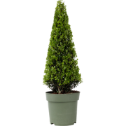 Japanse hulst - Ilex crenata 'Jenny' - Hoogte 55-65cm - ?21cm