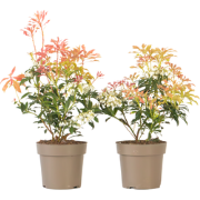 Rotsheide - Set van 2 - Pieris 'Forest Flame' - Hoogte 25-40cm - ?17cm