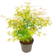 Japanse Esdoorn - Acer palmatum 'Orange Lace' - Hoogte 60-70cm - ?19cm