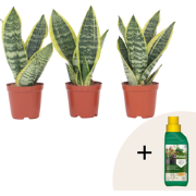 Vrouwentong - Set van 3 - Sansevieria 'Futura Superba' - Hoogte 35-40c...