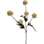 Zijdebloem - Pompon 52cm - Cream - Creme - 2stuks