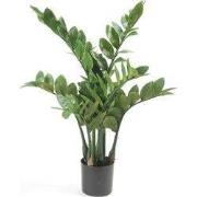 Zamioculcas x7 70 cm/116lvs