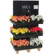 Mica Decorations Kunstplant Begonia - 80x60x120 cm - Polyester - Wit