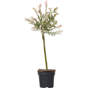 Bonte Wilg - Salix integra ´Flamingo' - Hoogte 60-80cm - Pot 17cm