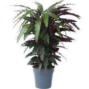 Pauwenplant - Calathea 'Wavestar' - Hoogte 90cm - ?27cm