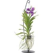 Blauwe orchidee met standaard - Vanda 'Blue' - Hoogte 45-55cm